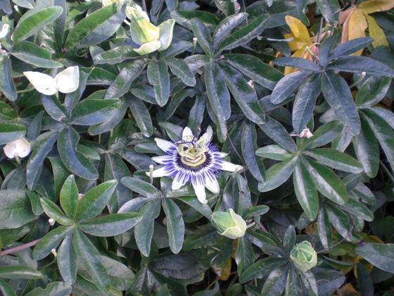 098 Passionsblume