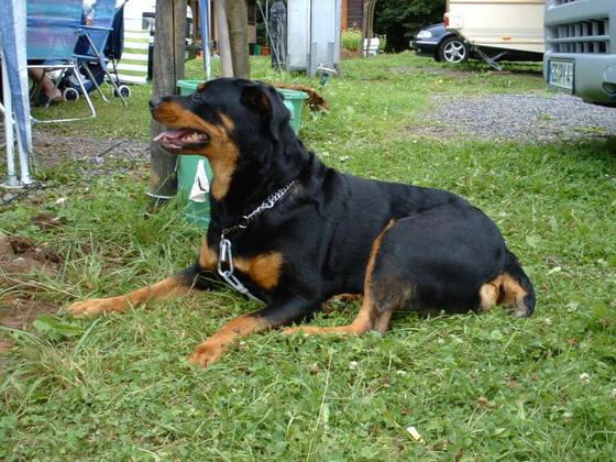 Casna, unsere Rotti-Dame
leider schon seit 2003 im Regenbogenland