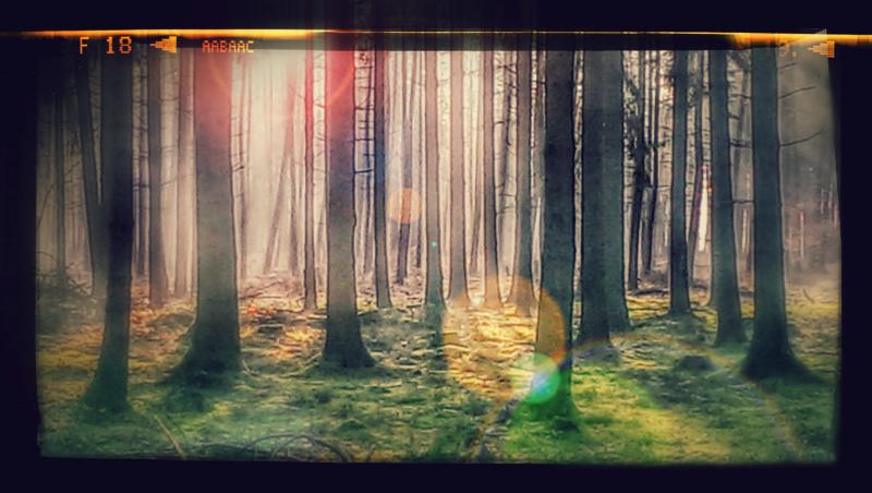 Handyfoto von einem Waldspaziergang,ein wenig bearbeitet(oder verschlimmbessert).
HTC one