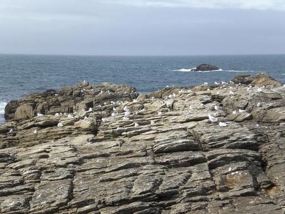 245 Les Rochers bei St Guénolé