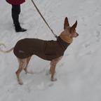 Milo im Schnee mit Mäntelchen