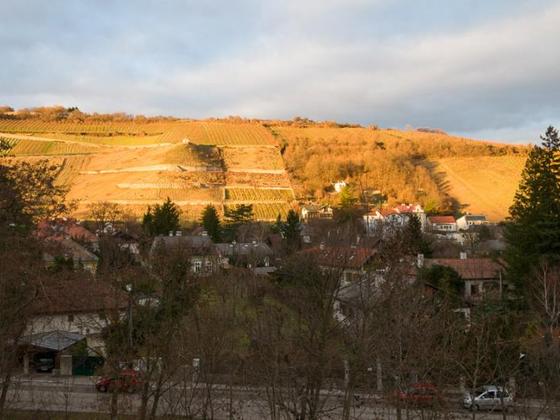 Spätherbst im Weinberg 1