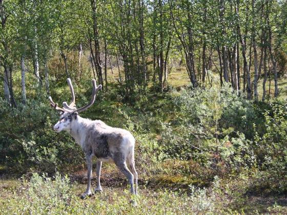 Rast Lemmenjoki Nationalpark6