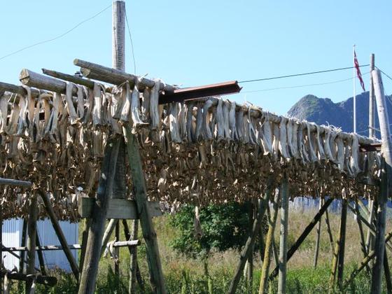 Lofoten0440