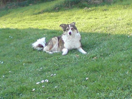 Benji auf der Wiese