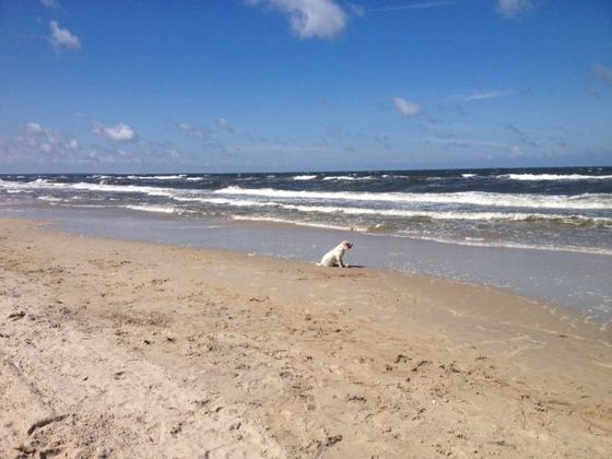 Usedom und Brandy im Wind