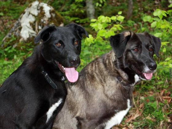 unsere beiden Begleiter: Charly und Tula.